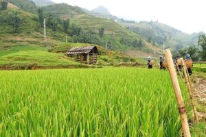 discover-rice-fields-and-nature-of-sapa