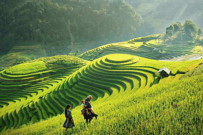 Vibrant rice terraces in Sapa, Vietnam, with a backdrop of mountains and clear skies- Vietnam Weather Guide